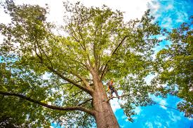 How Our Tree Care Process Works  in  Hilliard, OH