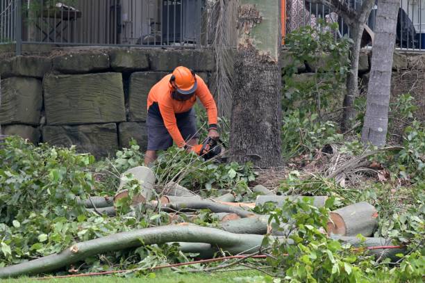 Best Tree and Shrub Care  in Hilliard, OH